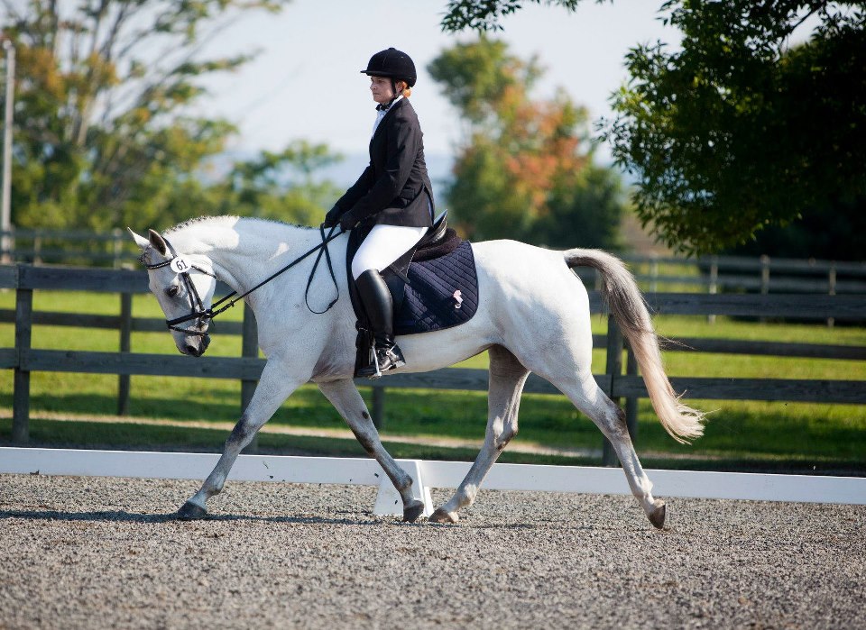 inamorata dressage